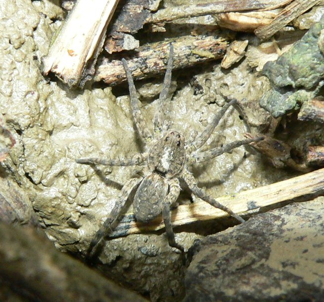 Arctosa infangata (quasi quiz)