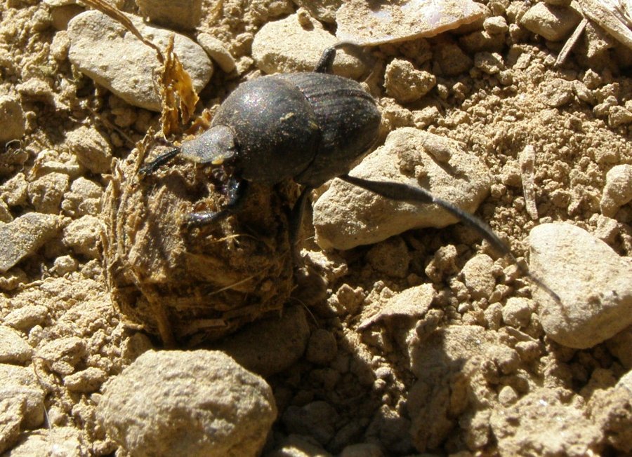 Pillolario zampelunghe: Sisyphus schaefferi