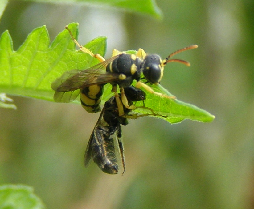 Cerceris sabulosa, femmina (Crabronidae)