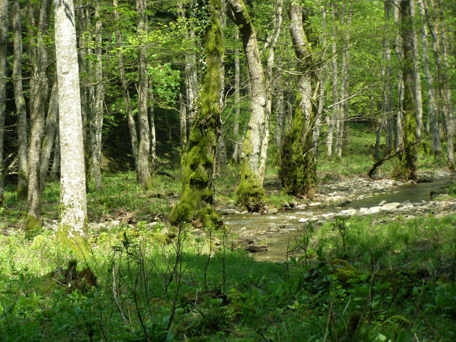 Foreste Casentinesi: La Lama e dintorni