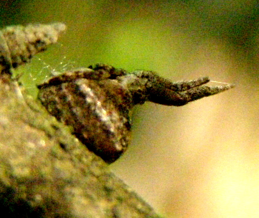 Uloborus walckenaerius e Hyptiotes sp.