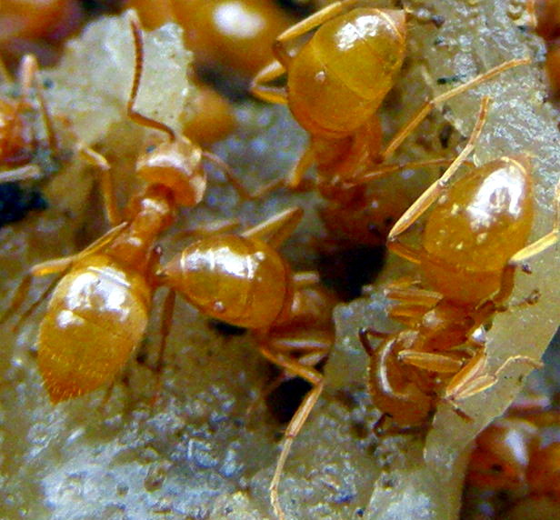 Conferma per Lasius flavus