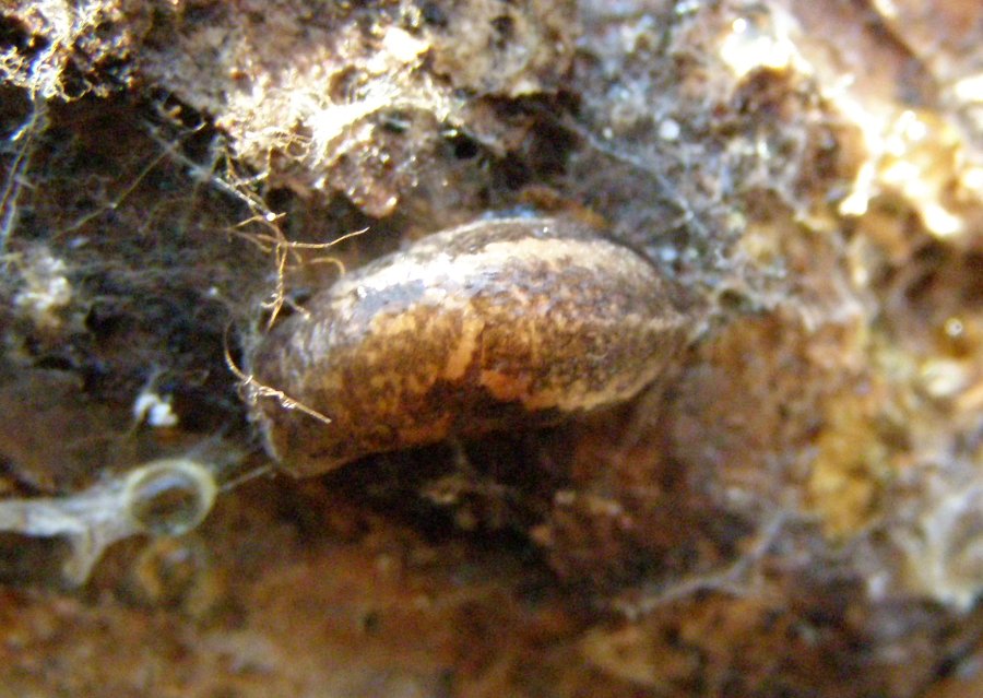 Limax dacampi & Limax maximus da Mesola (FE)