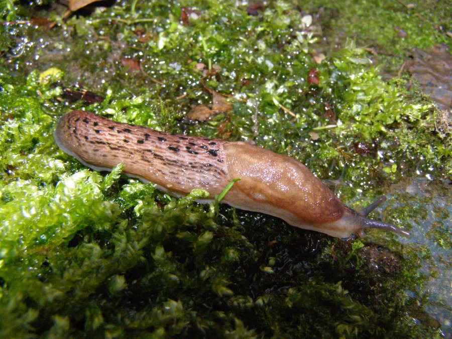 Limax dacampi & Limax maximus da Mesola (FE)