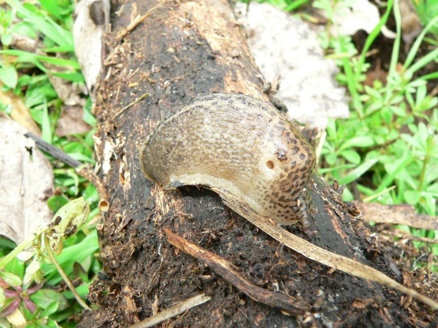 Limax dacampi & Limax maximus da Mesola (FE)