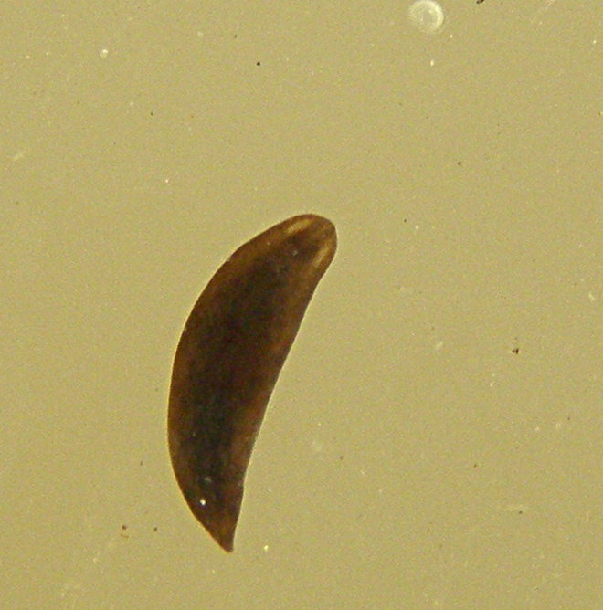 Un Rabdocelo abbronzato
