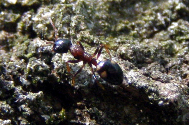 Formichina maculata - Dolichoderus quadripunctatus