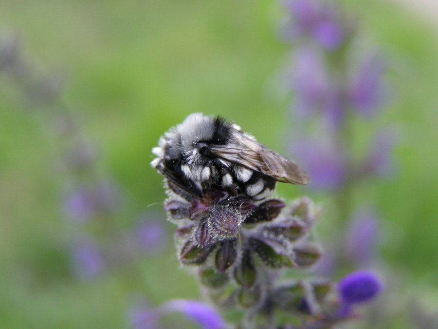 Melecta cf. luctuosa (Apidae Anthophorinae)
