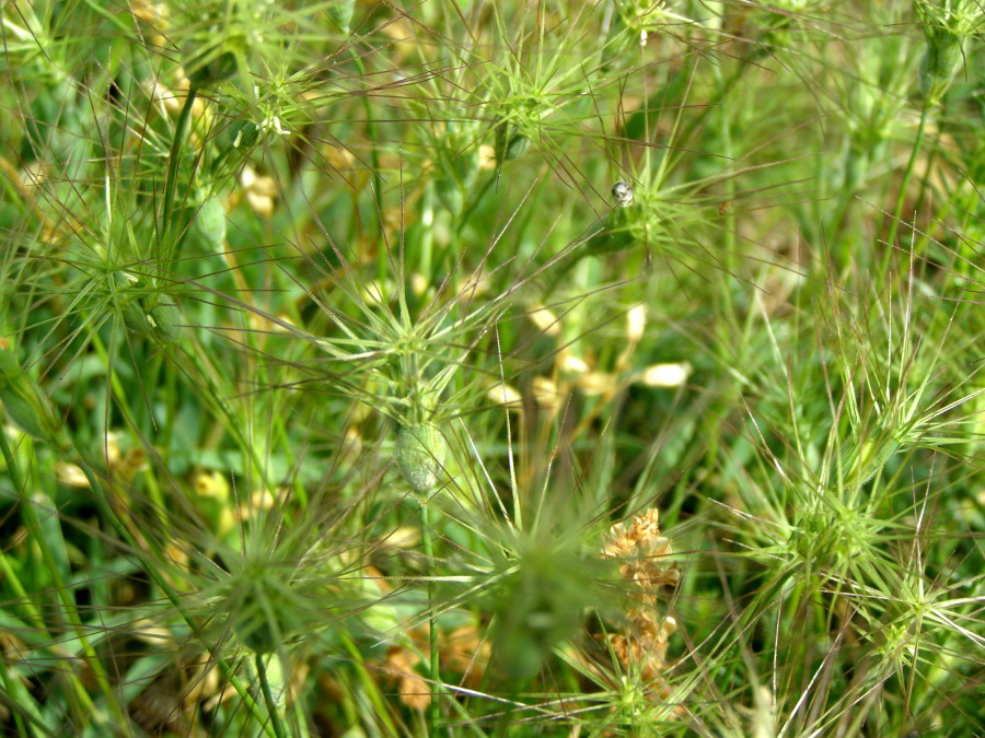 Da pascoli di crinale - Veronica sp. e Triticum cfr. ovatum