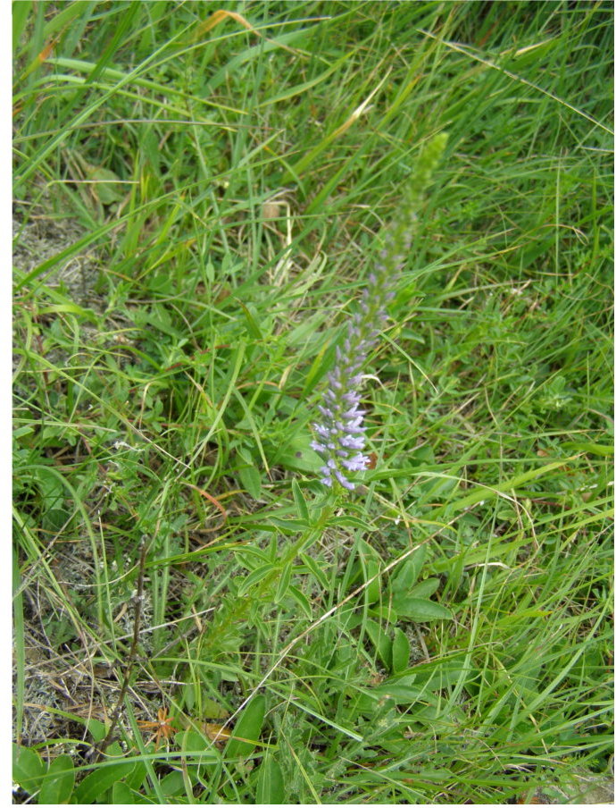 Da pascoli di crinale - Veronica sp. e Triticum cfr. ovatum