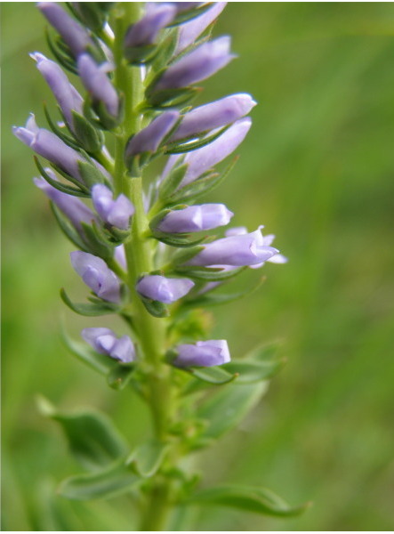 Da pascoli di crinale - Veronica sp. e Triticum cfr. ovatum
