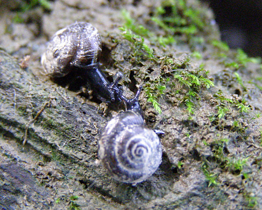 Zonitoides nitidus (Gastrodontidae)