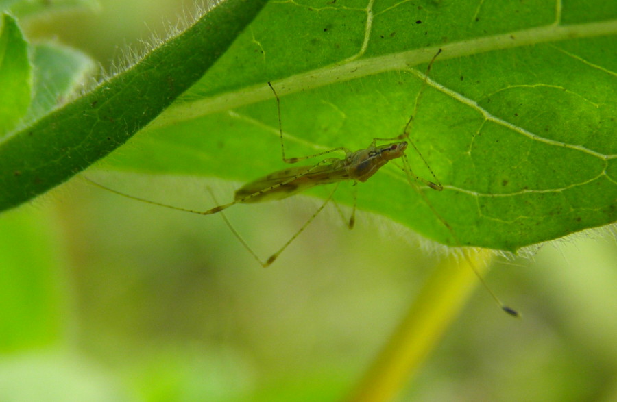 Berytidae: Metacanthus meridionalis del Bolognese