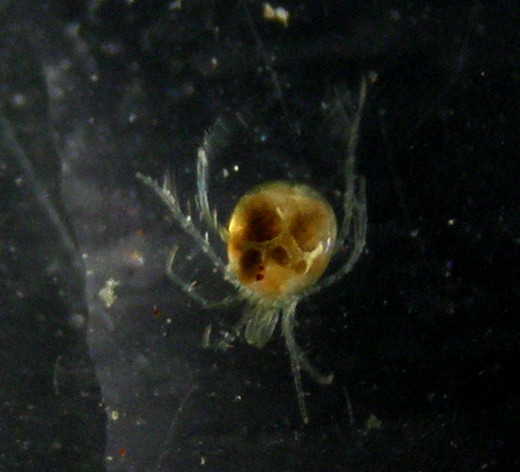 Hydrachnellae Arrenurus sp.