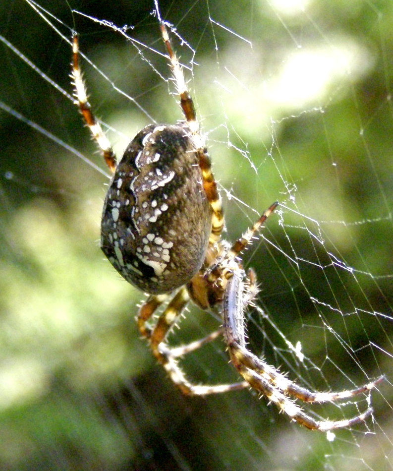 Araneus sp.