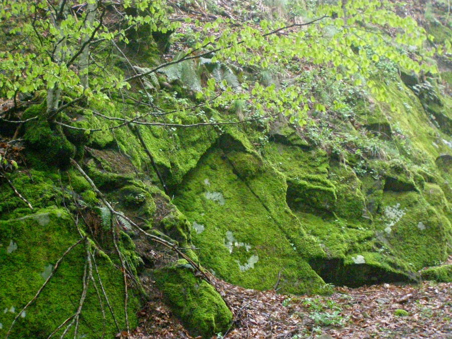 Foreste Casentinesi: La Lama e dintorni