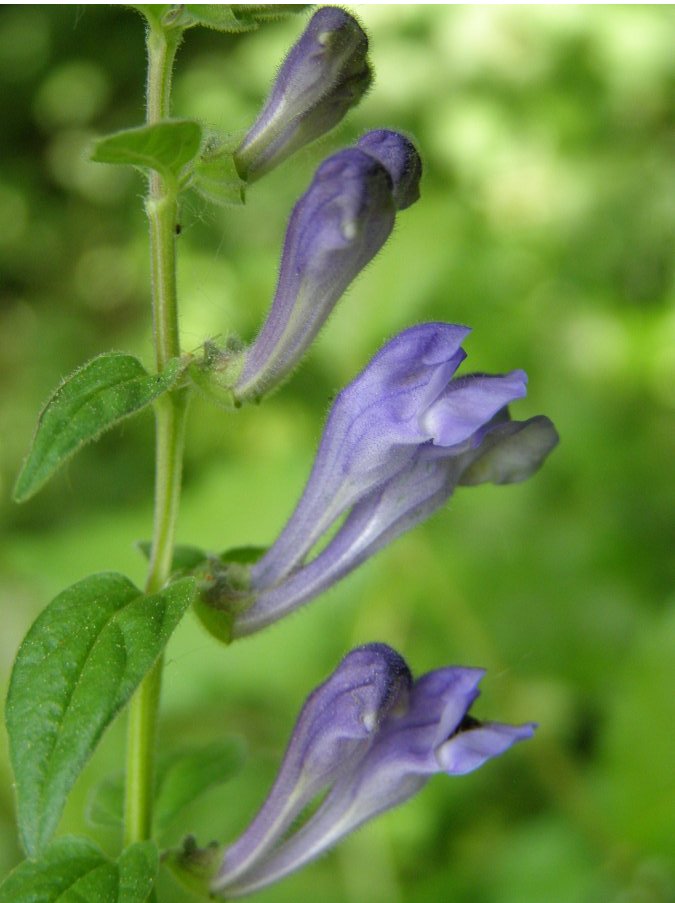Curiosit� Scutellaria
