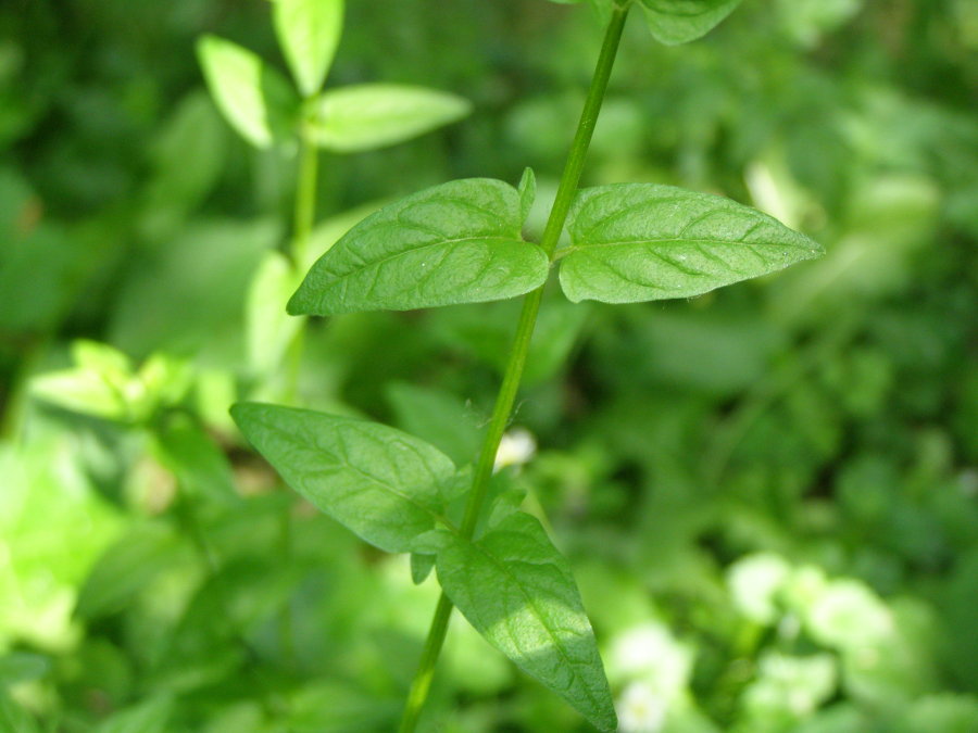 Curiosit� Scutellaria