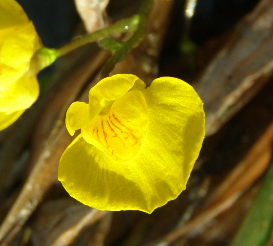 Utricularia australis / Erba vescica