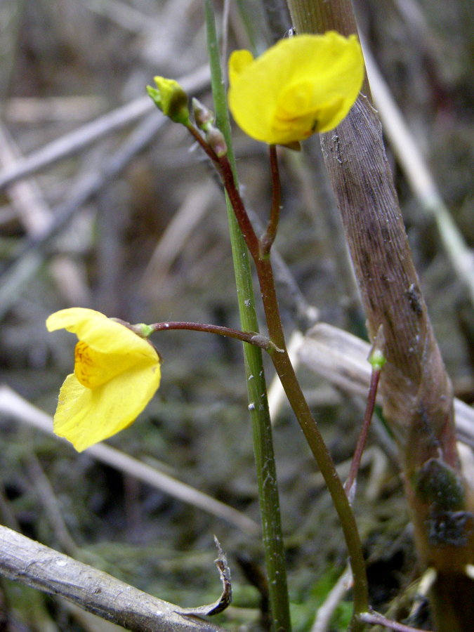 Utricularia australis / Erba vescica