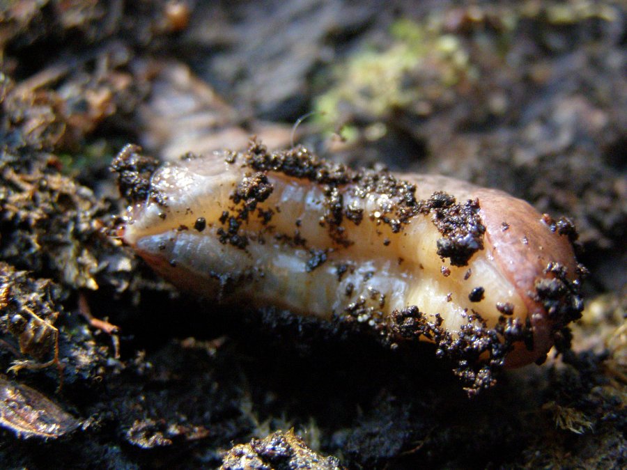 Limax dacampi & Limax maximus da Mesola (FE)