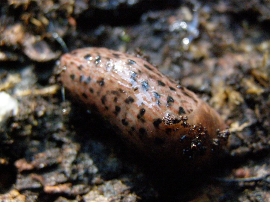 Limax dacampi & Limax maximus da Mesola (FE)