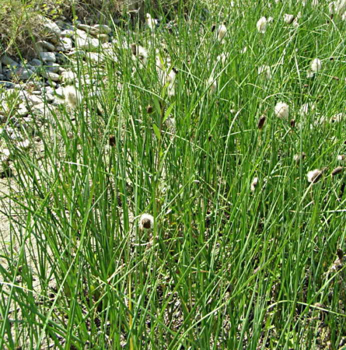 Typha minima? Ma grande!
