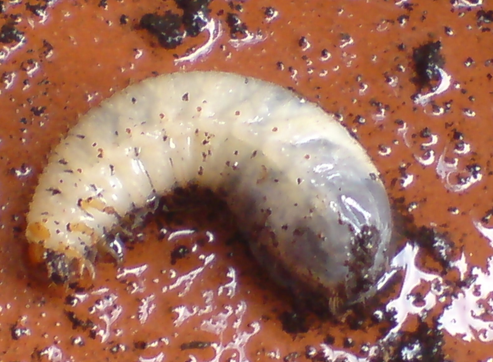 Help me!!!!  Larve di Cetonia aurata