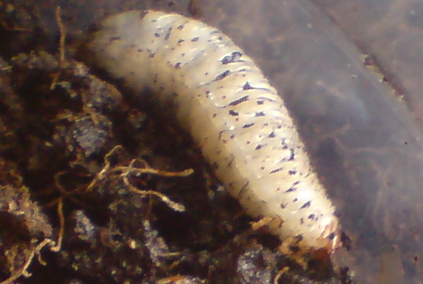 Help me!!!!  Larve di Cetonia aurata