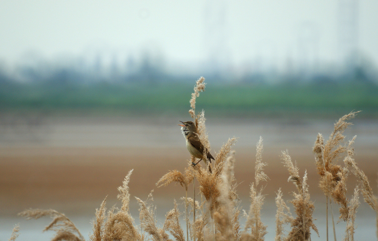 Parco del Delta del Po