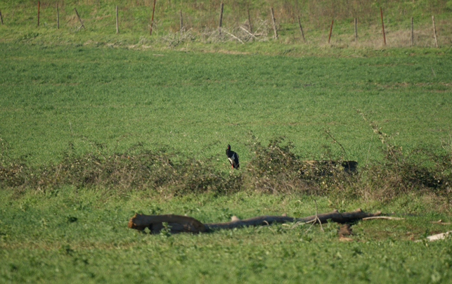 Cicogna nera