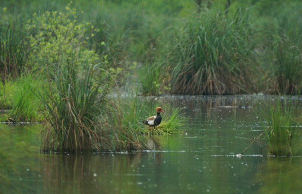 Parco del Delta del Po