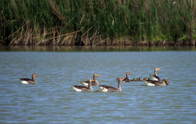 Parco del Delta del Po