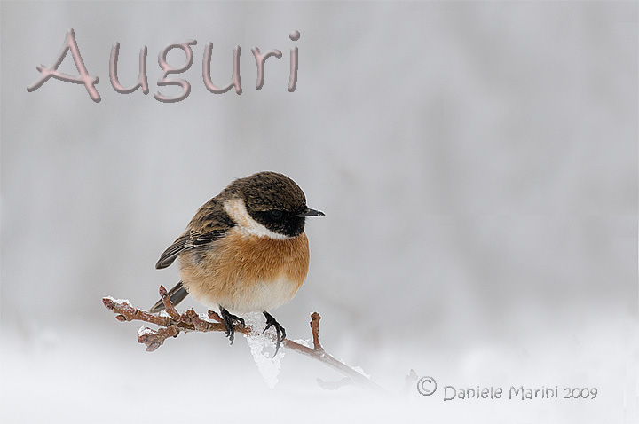 Auguri