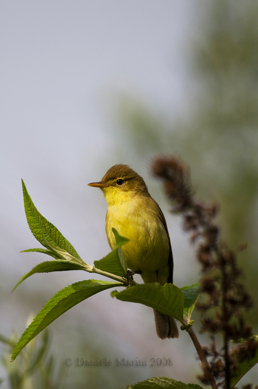 Canapino