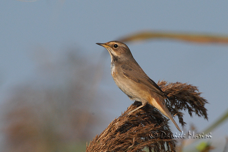 Per chi non l''ha mai visto
