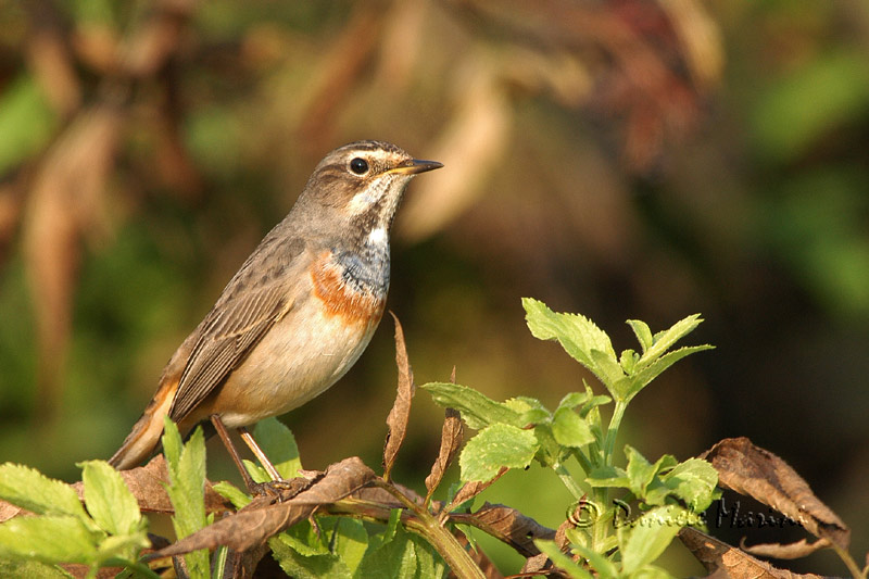 Per chi non l''ha mai visto