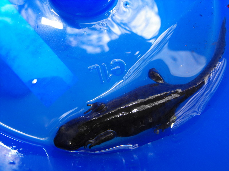Triturus alpestris apuanus sulla Collina Torinese