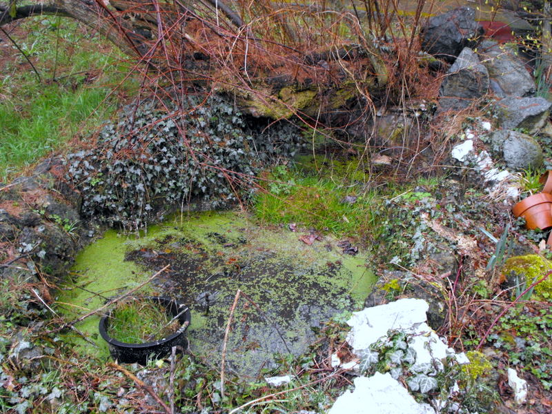 Triturus alpestris apuanus sulla Collina Torinese