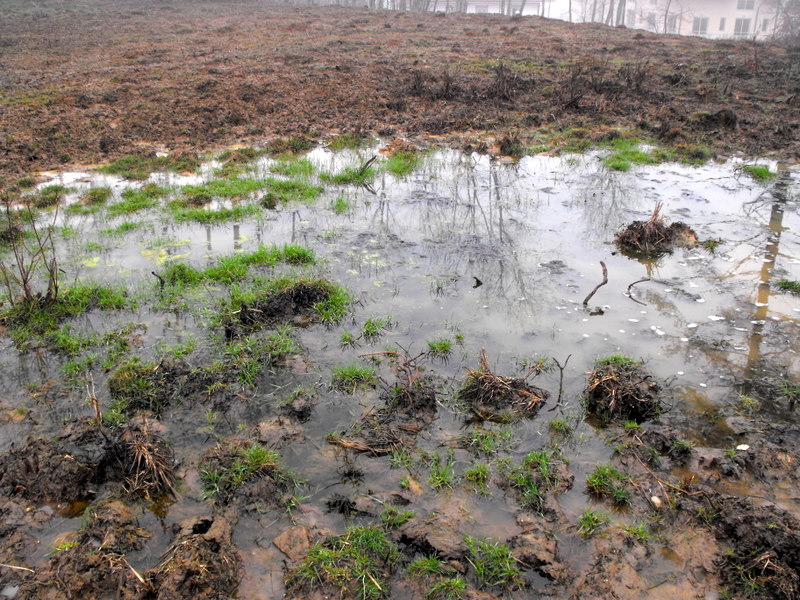 Triturus alpestris apuanus sulla Collina Torinese