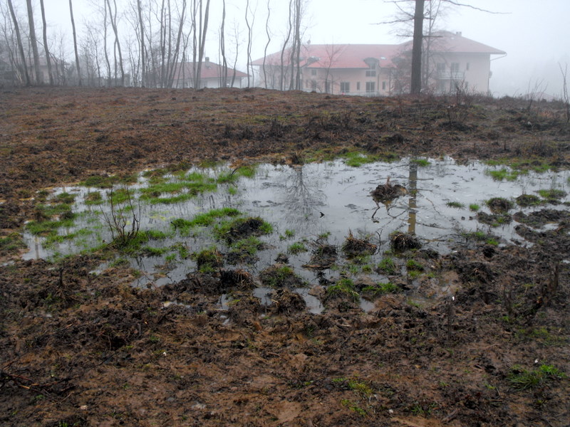 Triturus alpestris apuanus sulla Collina Torinese