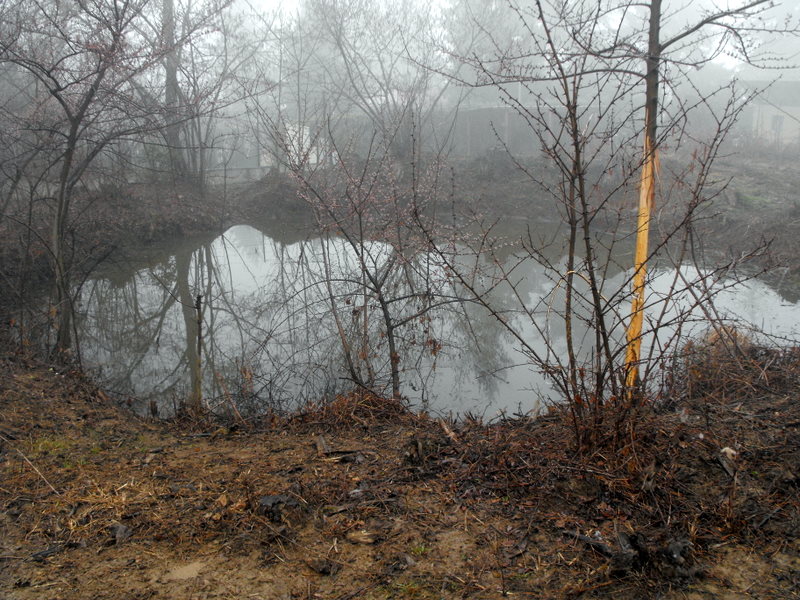 Triturus alpestris apuanus sulla Collina Torinese