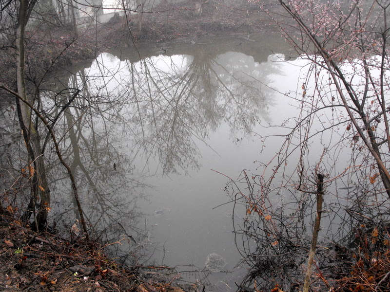 Triturus alpestris apuanus sulla Collina Torinese