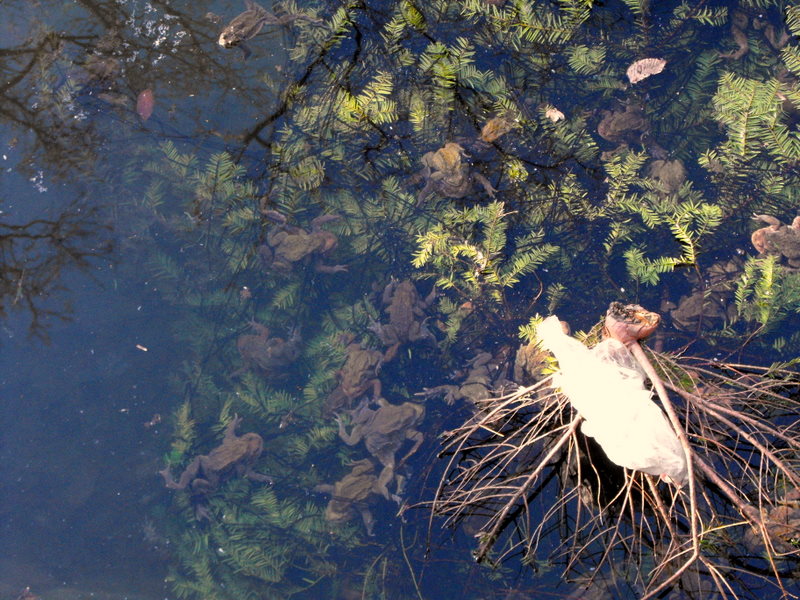 Rospi in riproduzione - Bufo bufo