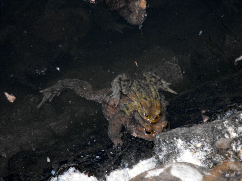 Rospi in riproduzione - Bufo bufo