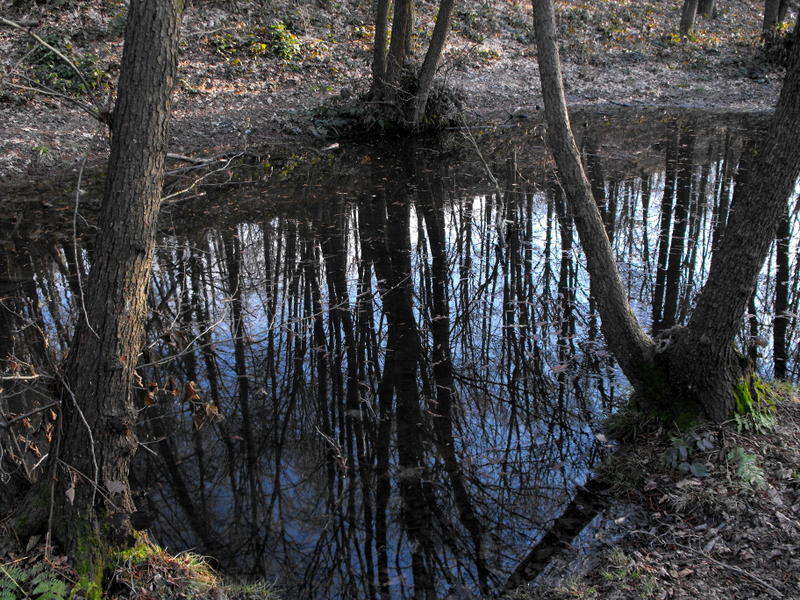 Triturus alpestris apuanus sulla Collina Torinese