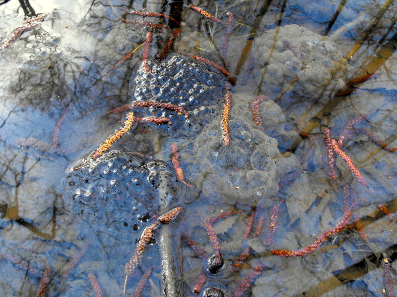 Triturus alpestris apuanus sulla Collina Torinese
