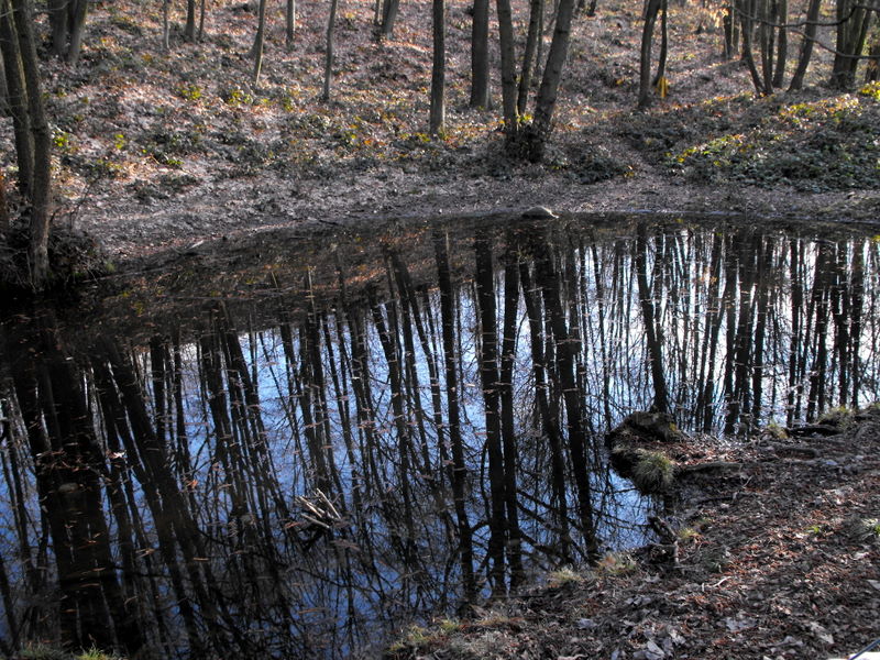 Triturus alpestris apuanus sulla Collina Torinese