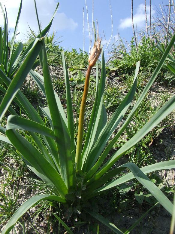Asphodelus ramosus - Ischia