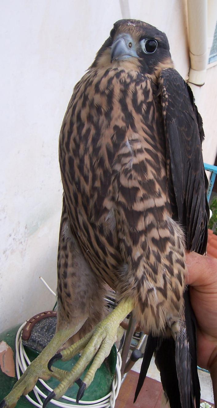 Falco